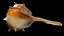 Spiky SeaShell Murex bolinus brandaris