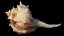 Spiky SeaShell Murex bolinus brandaris