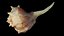 Spiky SeaShell Murex bolinus brandaris