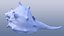 Spiky SeaShell Murex bolinus brandaris
