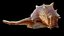 Spiky SeaShell Murex bolinus brandaris