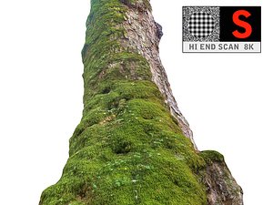 Old tree moss 8K