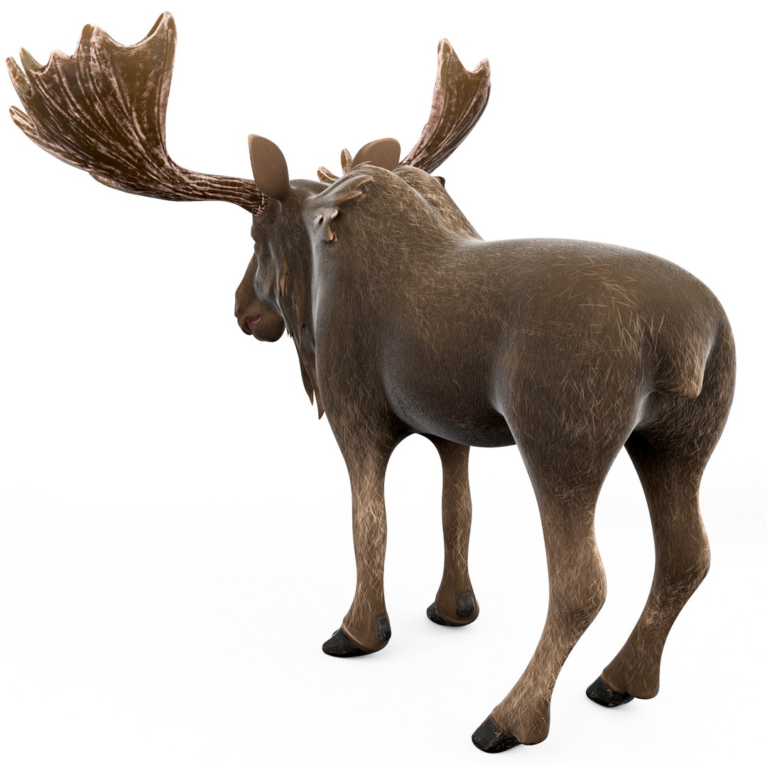 moose cartoon rigged 3D model https://p.turbosquid.com/ts-thumb/Ou/2HeuiG/RThSDXG5/moose_cartoon4/png/1606141651/1920x1080/fit_q87/d3477e0471ad491aa305974e3ff61756884dc4d5/moose_cartoon4.jpg