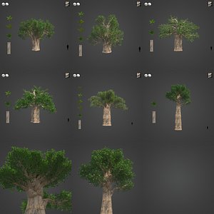 2021 PBR Baobab Collection - Adansonia Digitata