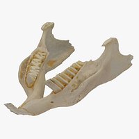 Real Domestic Guinea Pig Cavia porcellus Jaw 01 RAW SCAN