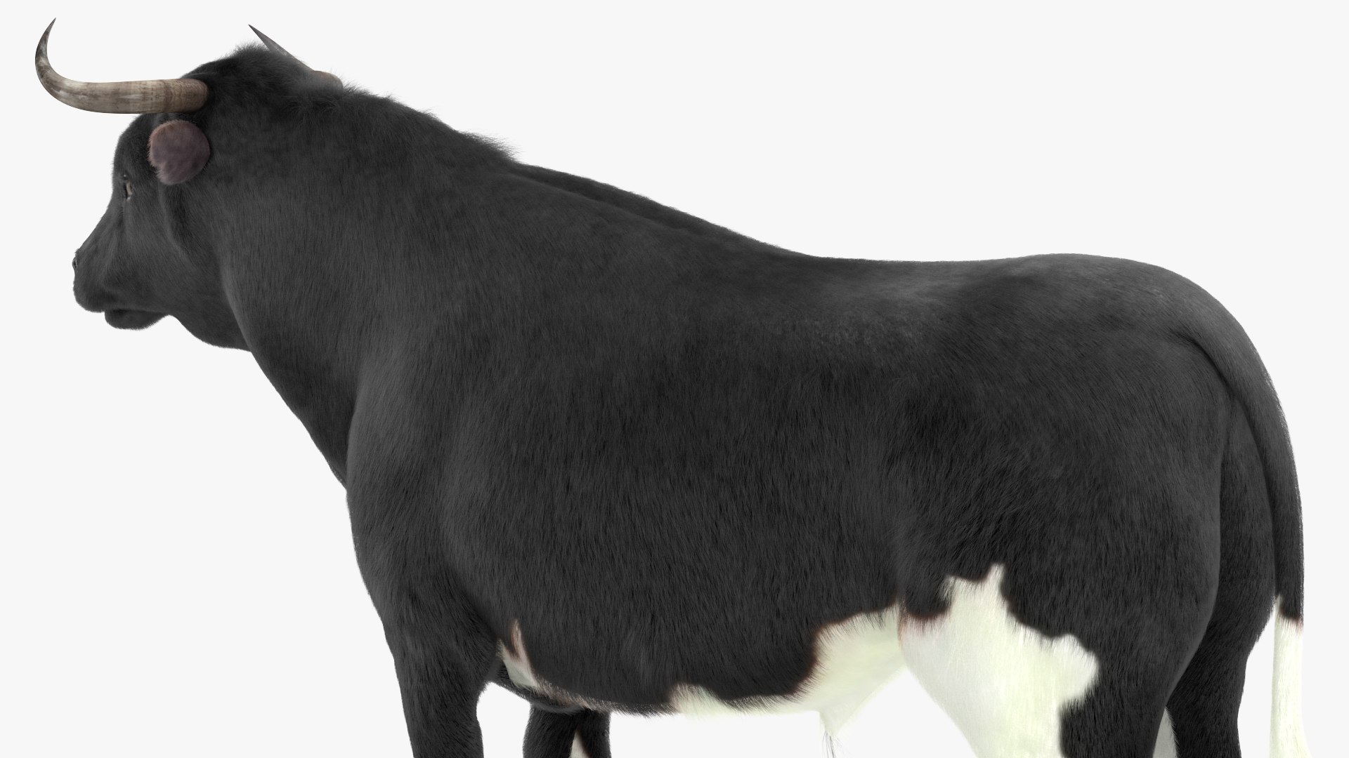 Black Bull Fur Rigged 3D Model - TurboSquid 1984592
