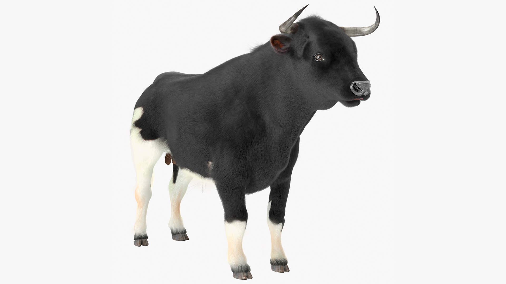 Black Bull Fur Rigged 3D model preview