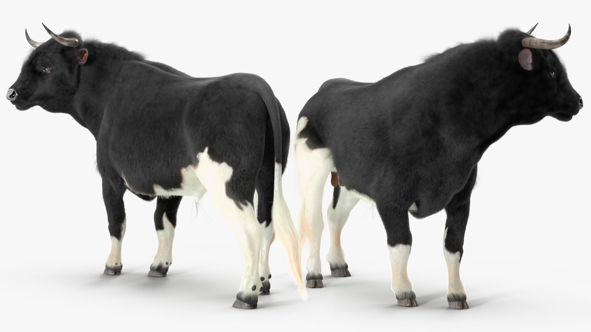 Black Bull Fur Rigged 3D Model - TurboSquid 1984592