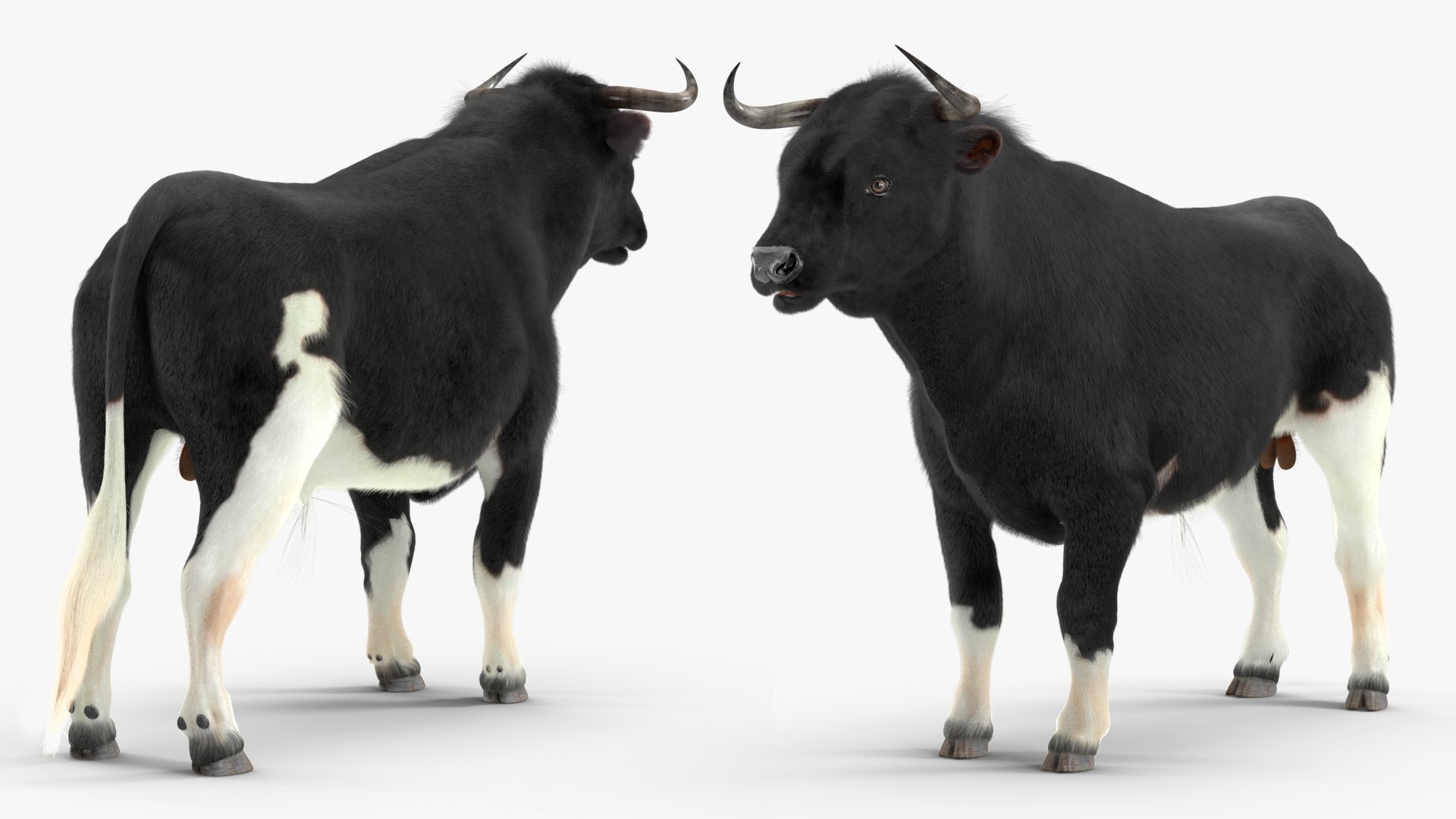 Black Bull Fur Rigged 3D Model - TurboSquid 1984592