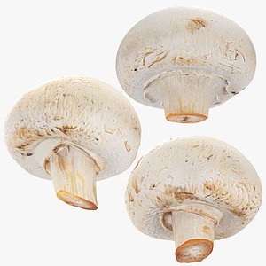Champignon Collection 3D model
