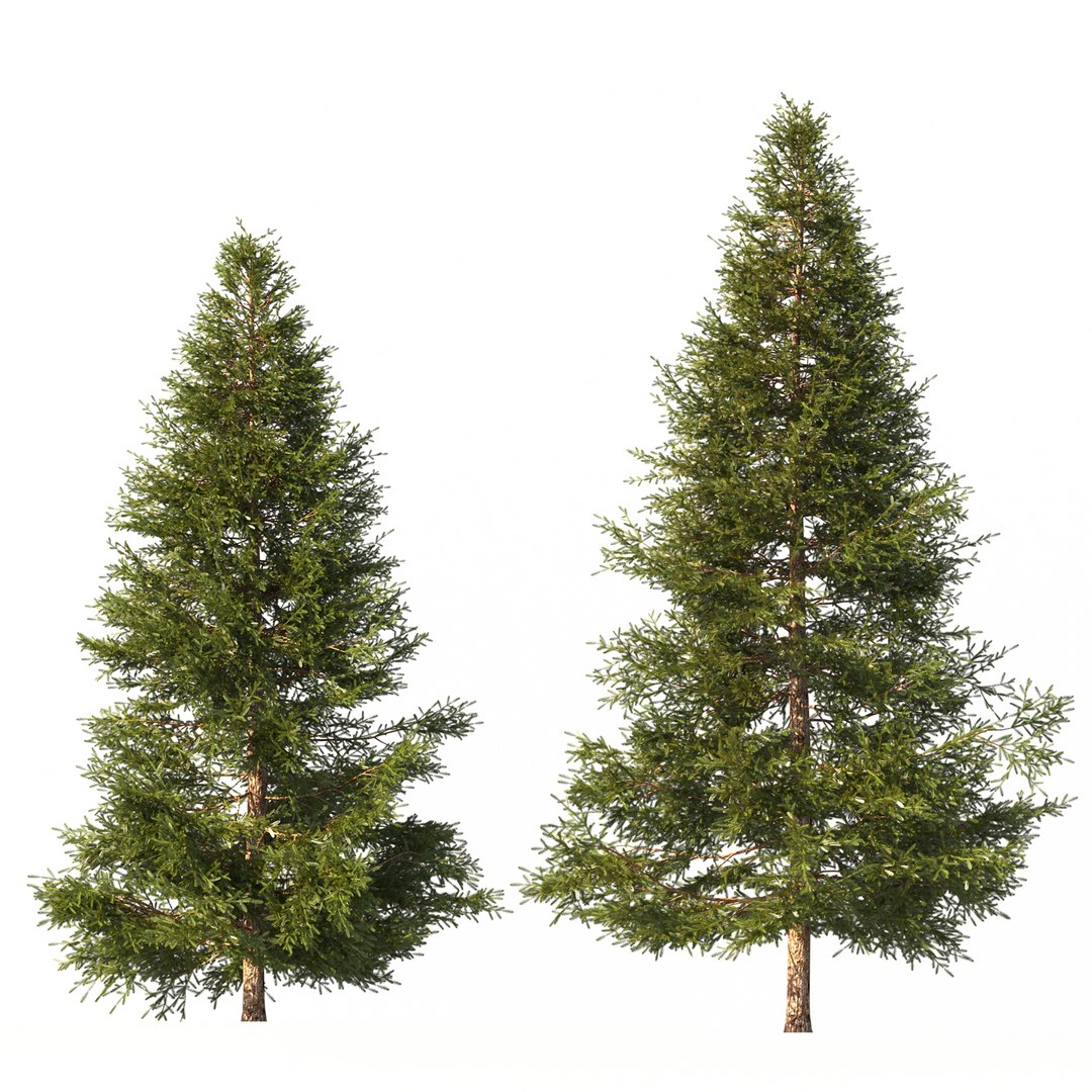 Picea Trees 2 In 1 3D Model - TurboSquid 2042441