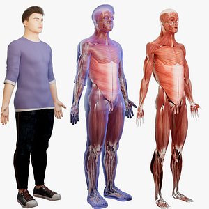 Human muscular system