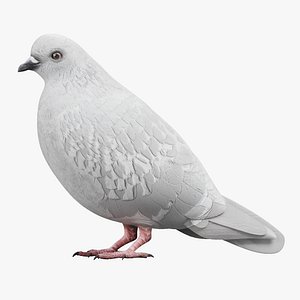 3D Dove
