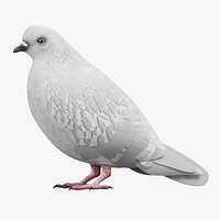 Dove