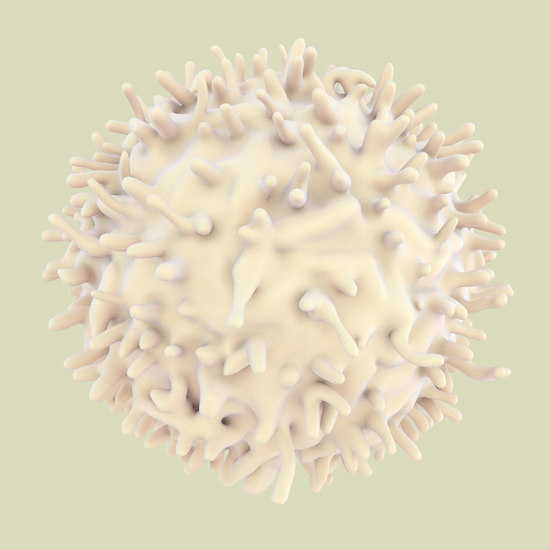 3D lymphocytes neutrophil basophil - TurboSquid 1168937