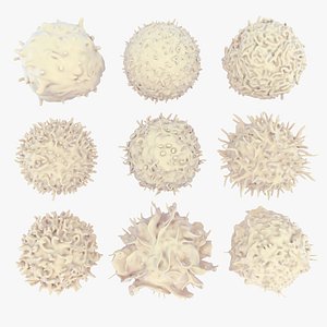 3D lymphocytes neutrophil basophil