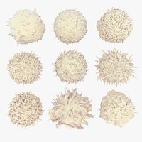 Lymphocytes