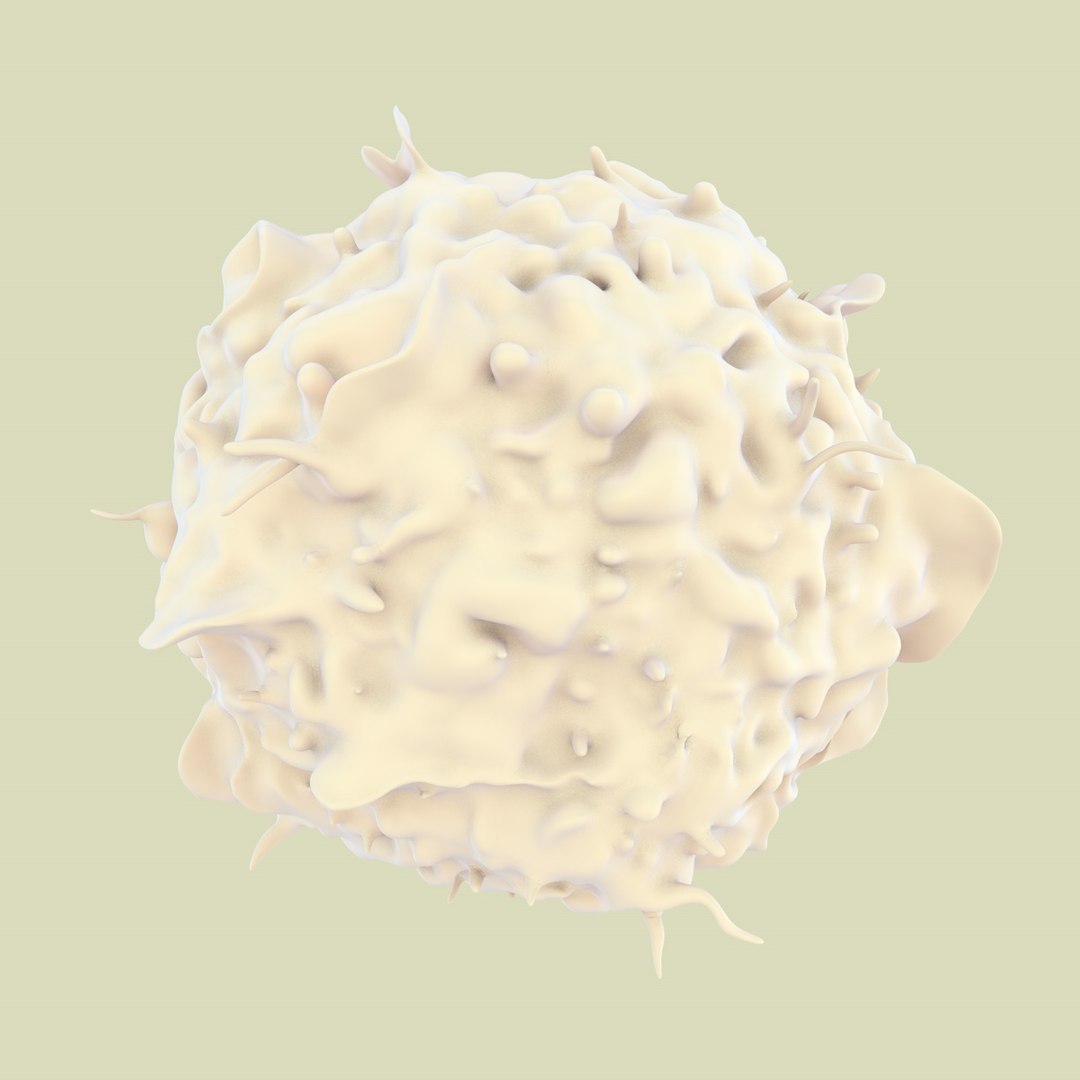 3D Lymphocytes Neutrophil Basophil - TurboSquid 1168937