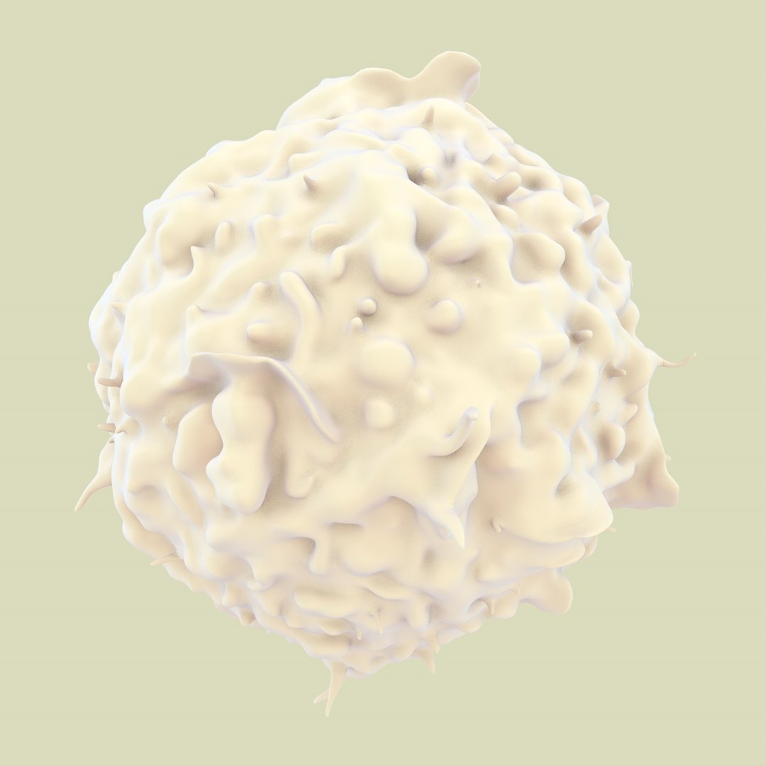 3D Lymphocytes Neutrophil Basophil - TurboSquid 1168937