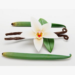 VANILLA FLOWER AND BEAN