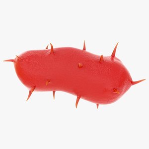 bacteria