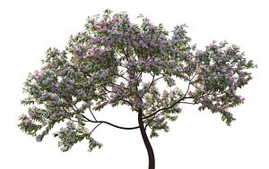 XfrogPlants Peach - Prunus Persica