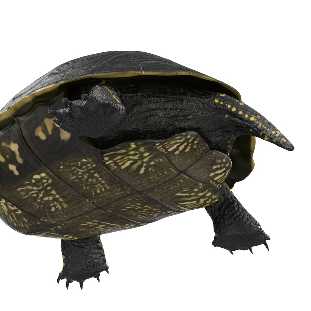 3d Model European Pond Turtle Pose