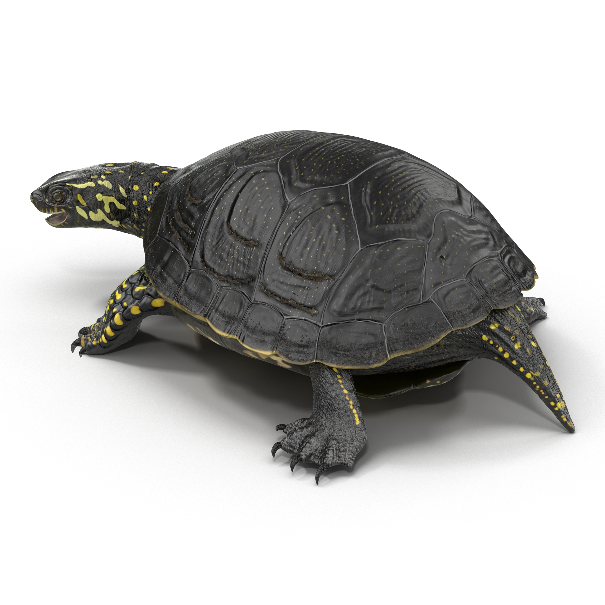 3d model european pond turtle pose