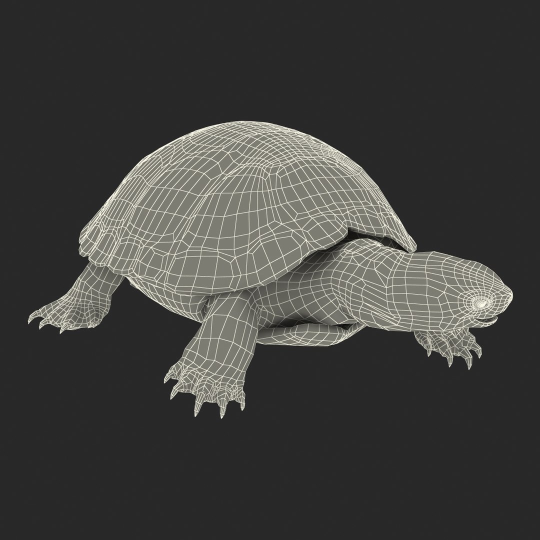 3d Model European Pond Turtle Pose