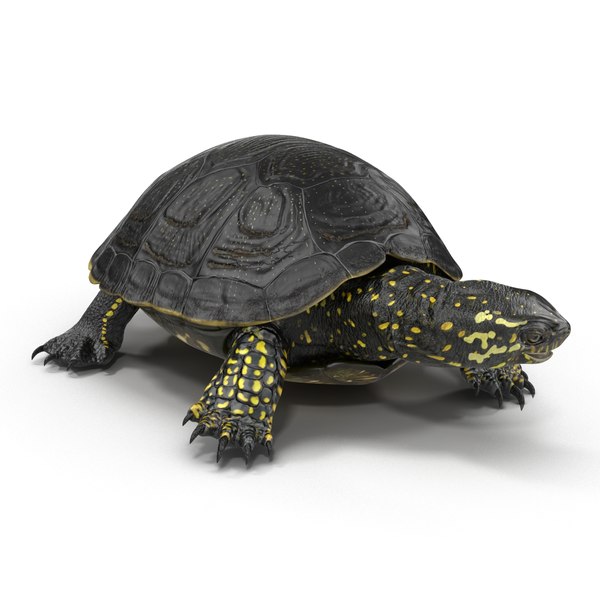 3d model european pond turtle pose