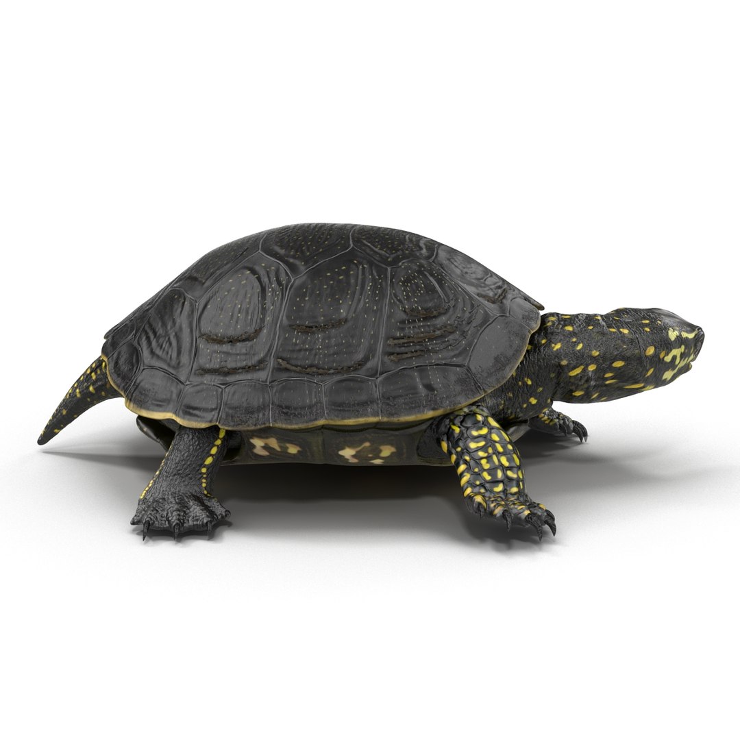 3d Model European Pond Turtle Pose