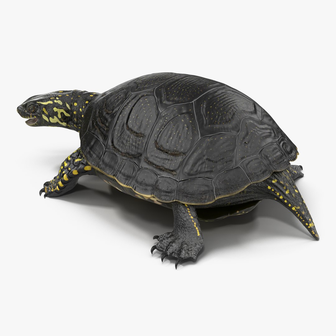 European Pond Turtle Pose 2 3D Model 3D model preview