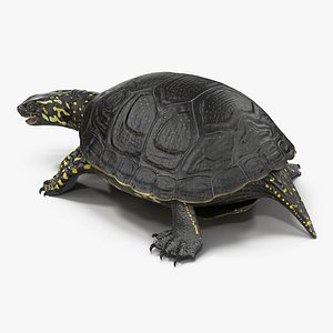 3d model european pond turtle pose
