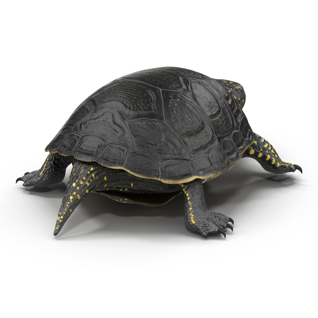 3d Model European Pond Turtle Pose