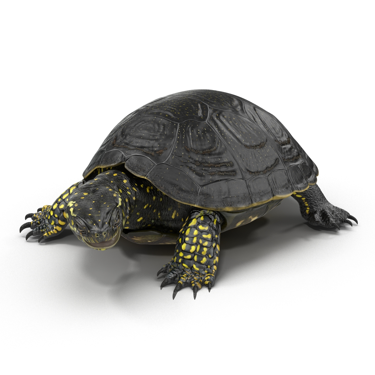 3d model european pond turtle pose