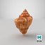 Seashell V12