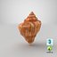Seashell V12