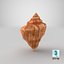 Seashell V12