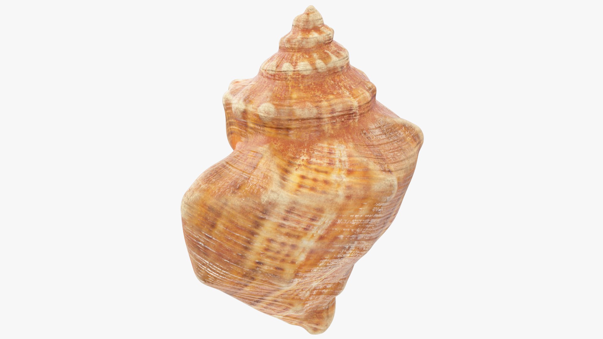 3D seashell real https://p.turbosquid.com/ts-thumb/Ov/C25T67/CWY9Udxq/004_002copy/png/1601407073/1920x1080/fit_q87/1d5986f9da632eed392b077e9fc72cc5f8d53a91/004_002copy.jpg