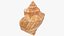 Seashell V12