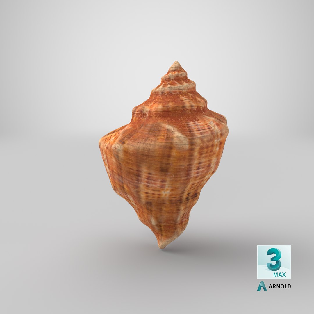 3D seashell real https://p.turbosquid.com/ts-thumb/Ov/C25T67/CuroCIk0/stemcell_max_arnold_render/png/1601496753/1920x1080/fit_q87/e2d30a0a6dddecdaa89e42b0fddca67fd5a804a9/stemcell_max_arnold_render.jpg
