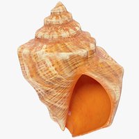 Seashell V12