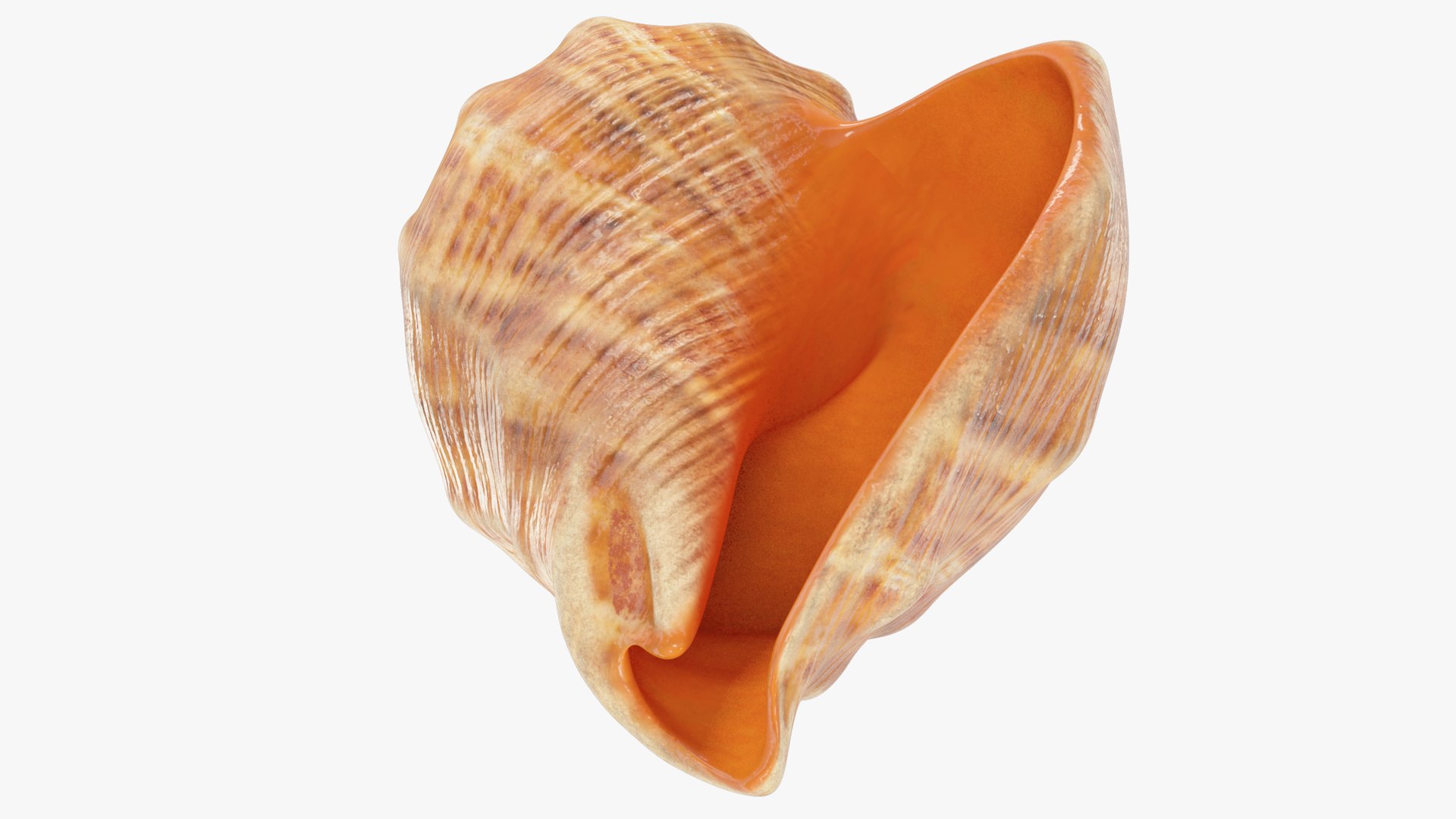 3D seashell real https://p.turbosquid.com/ts-thumb/Ov/C25T67/EmXQnACV/004_007copy/png/1601407073/1920x1080/fit_q87/ec8a5e88ad8768394bf83517bb3ad5a9ab25c607/004_007copy.jpg