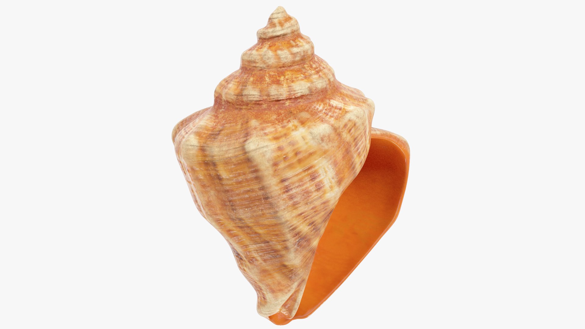 3D seashell real https://p.turbosquid.com/ts-thumb/Ov/C25T67/IwRv1Djn/004_005copy/png/1601407073/1920x1080/fit_q87/0f9c9b6cdfcbfae0647350271b5ed9c33fc750fc/004_005copy.jpg
