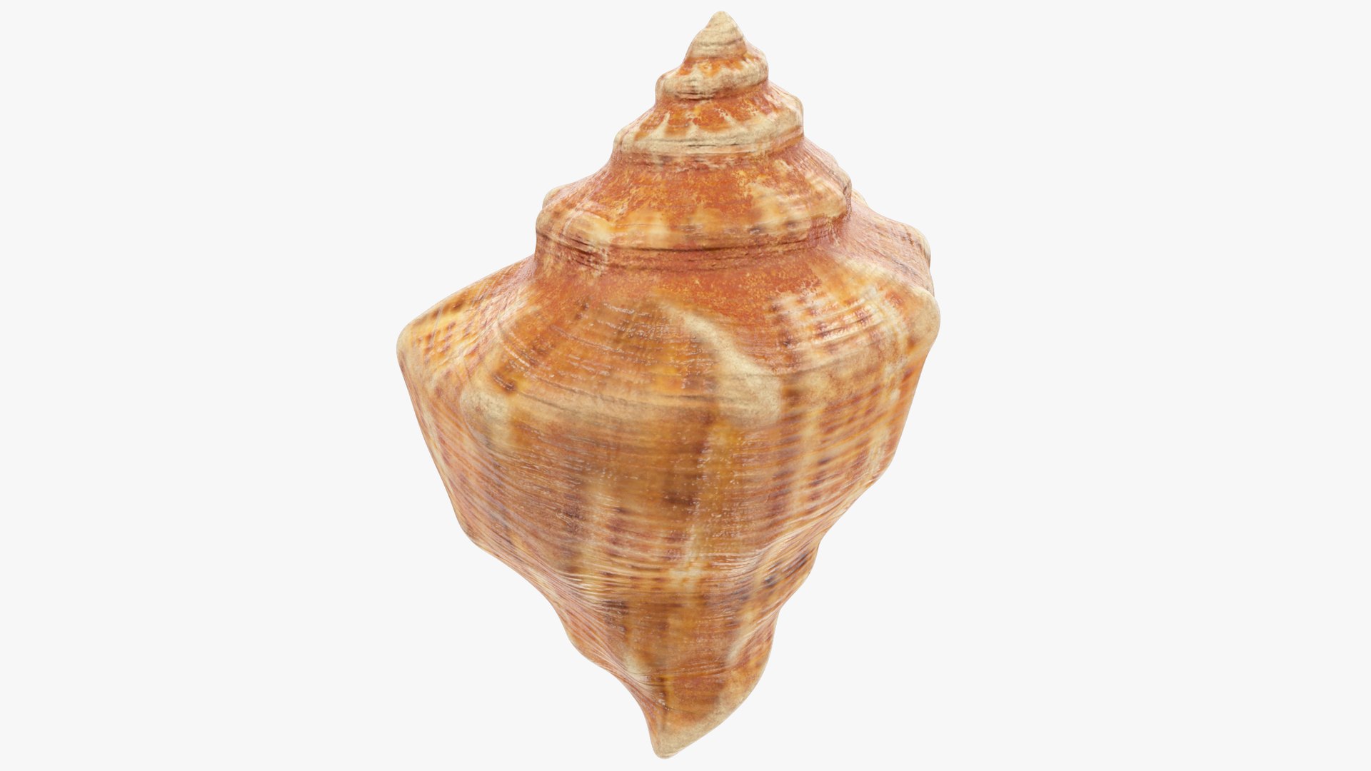 3D seashell real https://p.turbosquid.com/ts-thumb/Ov/C25T67/K6kEGKFn/004_003copy/png/1601407073/1920x1080/fit_q87/f269540fd1f10ab49b416d92901b5bc8111cd675/004_003copy.jpg