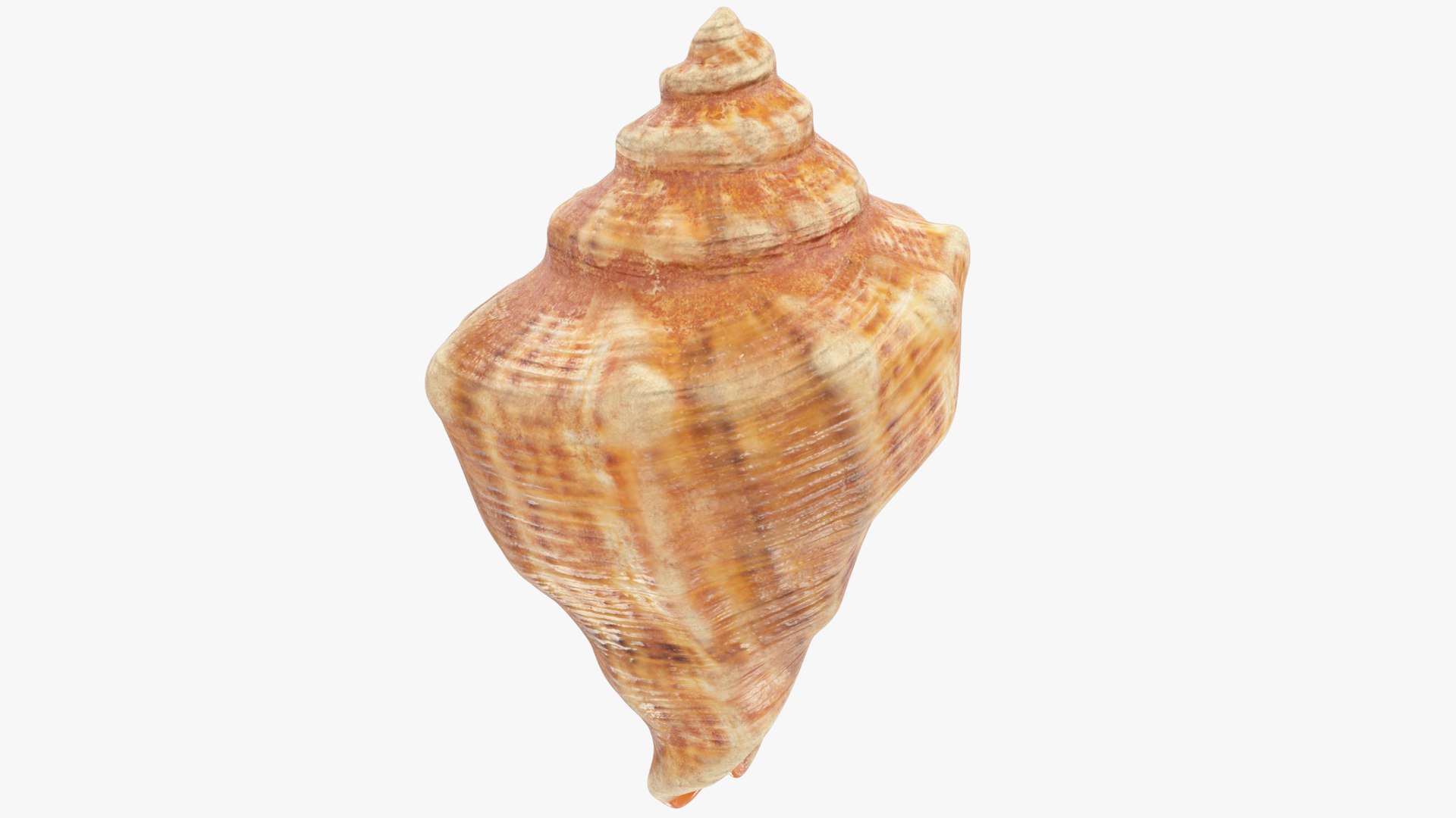 3D seashell real https://p.turbosquid.com/ts-thumb/Ov/C25T67/UwmsiuEU/004_004copy/png/1601407073/1920x1080/fit_q87/f990562c8f8594f6bd4f4aa49c059807b3b31cf6/004_004copy.jpg