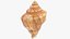 Seashell V12