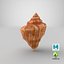 Seashell V12