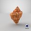 Seashell V12