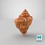 Seashell V12